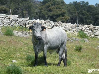 En amarillo, Floración del Cambroño; rutas senderismo zamora sitios de madrid con encanto donde nace